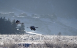 冬のポプジカ湿原を飛ぶオグロヅル