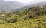 森林と茶畑が混在する任地の景観