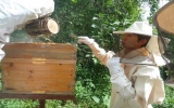 養蜂活動の風景