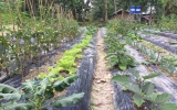 有機野菜デモファームの様子