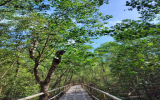 マングローブ遊歩道