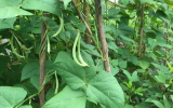 野菜