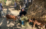 地域住民によるヤギ飼育