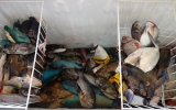 水産センターに来た魚