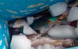 保冷中の魚
