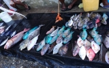 ソロモンの市場の魚