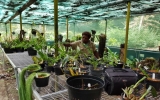 Orchid House
