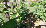 栽培中の野菜