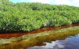 マングローブ林