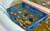 配属先カキの様子