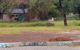学校の敷地を横切るイボイノシシ