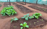 職業訓練と自家消費のための野菜栽培